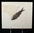 Knightia Fossil Fish On Large Plate #15139-1